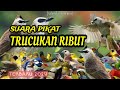 Suara Pikat Burung Trucukan Terbaru 2024 || Pikat Trucukan Paling Ampuh