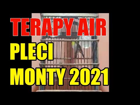 Terapi Air Untuk Pleci Monty Bakalan Agar Cepat Bunyi. 