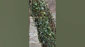 #hello guys #📈 how to grow on #youtube,how to grow your youtube #channel fast,how to grow a youtube