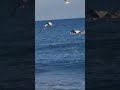 Gaviotas atacando a un cormorán.🦤🪽🪶. seagulls attacking a cormorant .