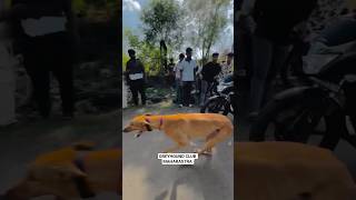 || DOG RACE MAHARASHTRA ||#shorts #trending#youtube #youtubeshorts #greyhound #dograce #viralvideo