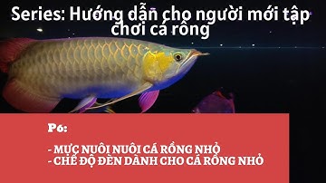 CÁCH NUÔI CÁ RỒNG CHO NGƯỜI MỚI CHƠI - P6: MỰC NƯỚC NUÔI CÁ RỒNG VÀ CHẾ ĐỘ ĐÁNH ĐÈN CHO CÁ RỒNG