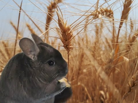 Злаковые для шиншилл. Готовим зерно смесь, которая составляет 10 от всего рациона!