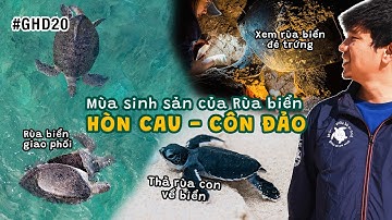 ĐỘC LẠ rùa biển giao phối, xem rùa đẻ trứng & bảo tồn rùa biển ở Hòn Cau (Côn Đảo) | #GauHamDi 20