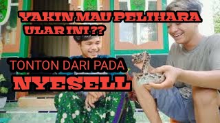 Mau keep ular Molurus | Tonton vidio ini Biar Gak nyesel | Ramsreptilejbr | cekk yoo