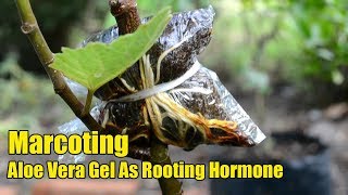 Marcotting With Aloe Vera Gel As Rooting Hormone (Air Layering)