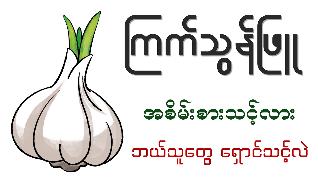 ကြက်သွန်ဖြူ ရဲ့ ကောင်းကျိုး ဆိုးကျိုးများ | Health Effects of Garlic