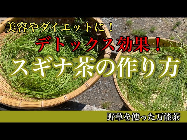 スギナ茶の作り方 美容やダイエットに デトックス効果抜群 美味しい飲み方や効能を解説します Youtube スギナ茶の作り方 美容やダイエットに デトックス効果抜群 美味しい飲み方や効能を解説します Youtube