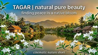 The Secret History of Jasmine: Nature’s Most Fragrant Gift  #nature #english #flowers #usa 