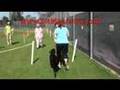 DOG TRAINING - A Perfect obedience score! DOG TRAINING - A Perfect obedience score!