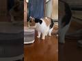 【三毛猫】ちゃんと水分をとってえらいミケ