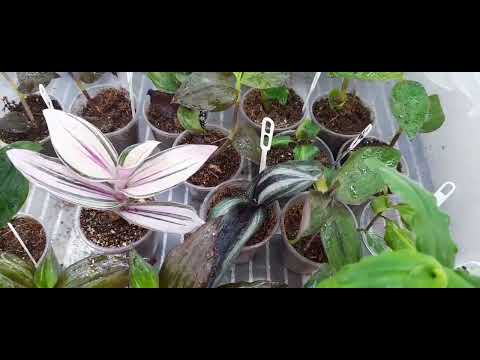 🌺Новинки коллекции на