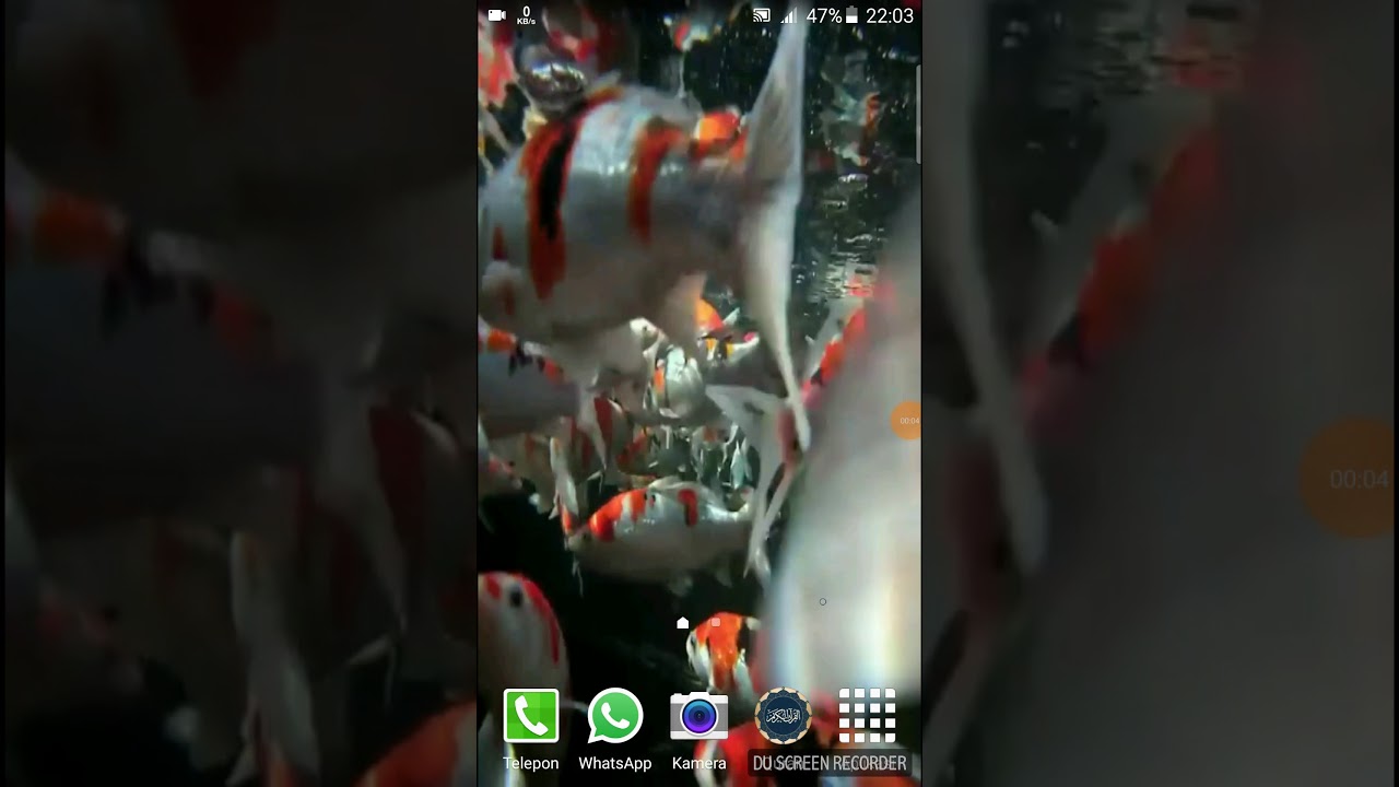 Cara Wallpaper Live Ikan Bergerak Di Android YouTube