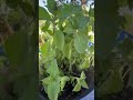 Holy Basil (Tulsi) #basil #herbalmedicine #garden #herbalremedies #growyourownfood