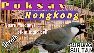 Poksay Hongkong Jantan Gacor Memanggil Betina Minta Kawin #pancinganpoksayhongkong #poksaybetina