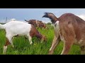 КОЗЫ КОРОВА ОБРАБОТКА ВЫМЕНИ НЕДОУЗДОК PATERI GOATS