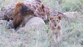 The FOURWAYS PRIDE and sons of the MANTIMAHLE MALES 🦁