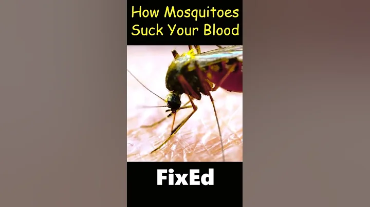 How Mosquitoes 🦟 Suck Your Blood | FixEd