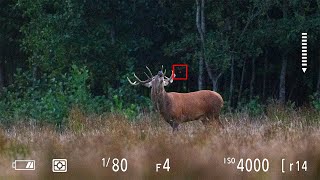 THE SOUND GAVE ME GOOSEBUMPS - Wildlife Photography behind the scenes | red deer, low light, forest