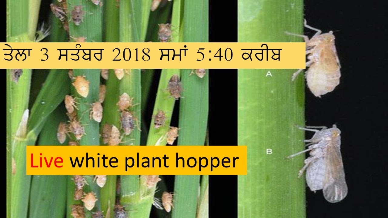 Hopper Rice Root Live ਝੋਨਾ ਤੇਲਾ Rice plant hopper - YouTube