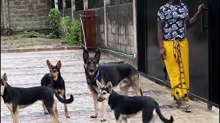 TUNAUZA MBWA WA KISASA WA ULINZI  WE SELL SECURITY DOG AINA YA GERMANY SHEPHERD DOG (GSD)  Call/Text