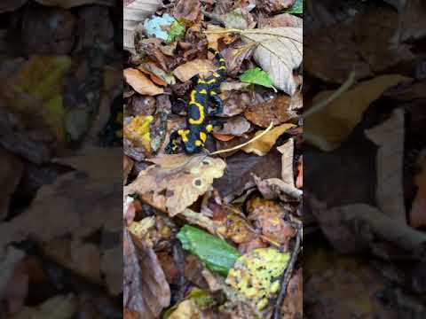Video: La Gioia JAMMA Di Salamander