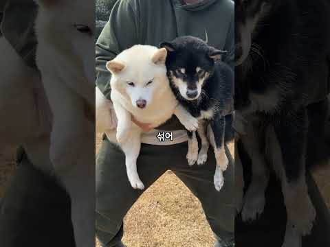 (<strong>shiba</strong> color mixing challenge)