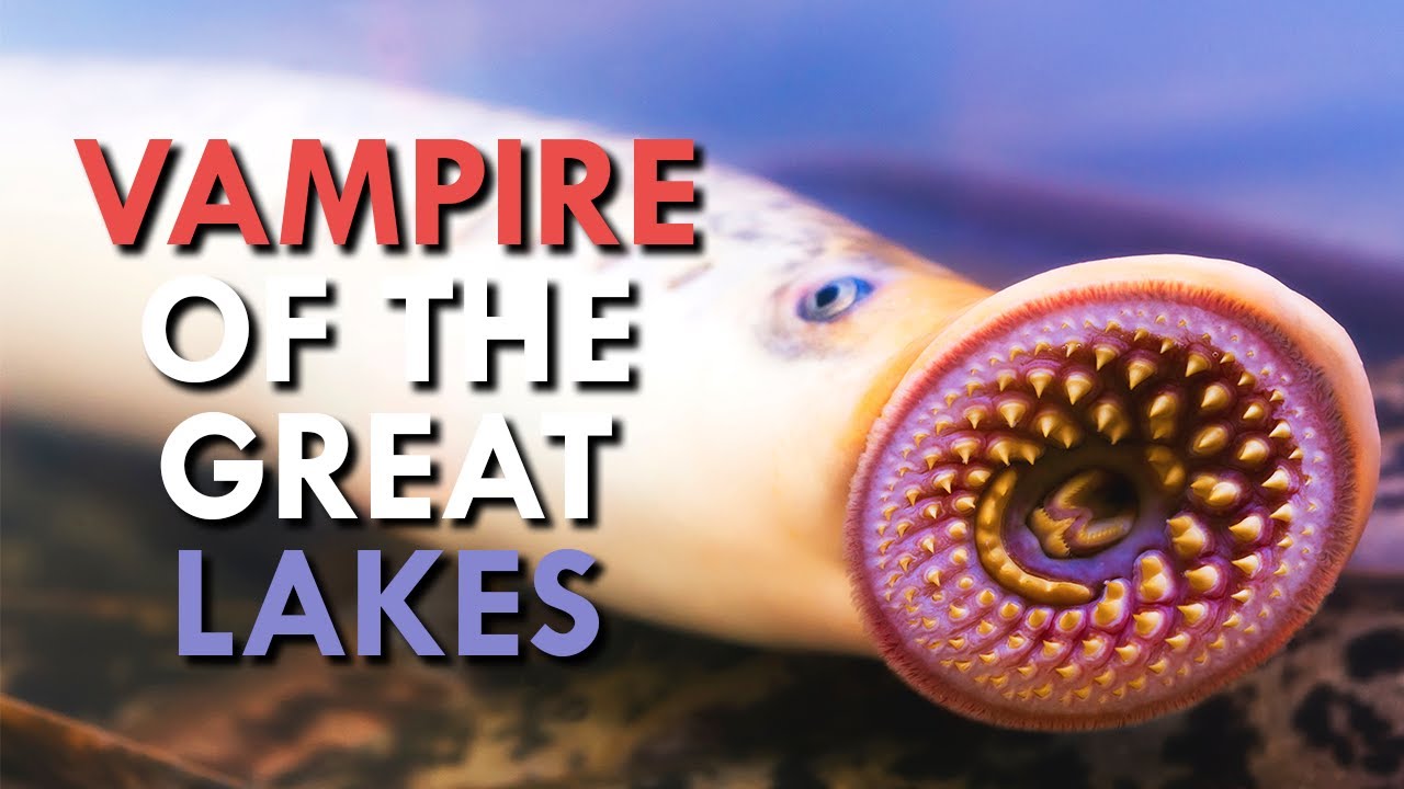 Lamprey How This Vampire Took Over North America