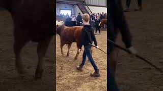 Bull calf class - Glenamaddy