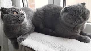 Meditation by Cats Lika and Tom 65 views 5 months ago 4 minutes, 6 seconds