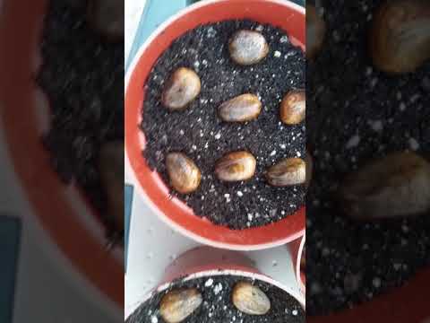 Como Germinar - Breadnut Sementes (Artocarpus Camansi)