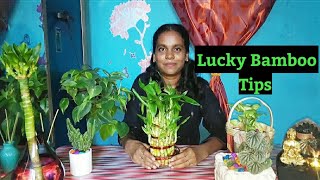 Lucky Bamboo | History | Maintenance & Care | தமிழ்