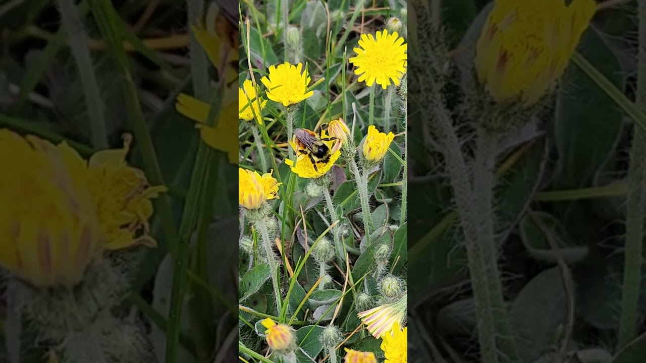 Weeds for the Bees 