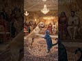 Cat and Dog Dance Together… Cutest Performance Ever! ❤️