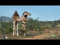 Bed to Camel in Less Than 3 Minutes (Girl vs. Escaped Camel)