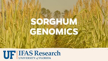 UF/IFAS Research | Sorghum Genomics