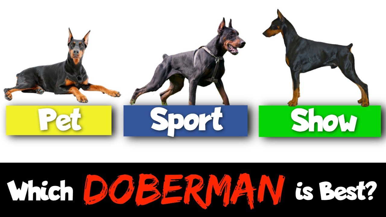 Show vs. Working vs. Pet Dobermans — How They're Different! - YouTube