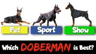 Show vs. Working vs. Pet Dobermans — How They're Different!