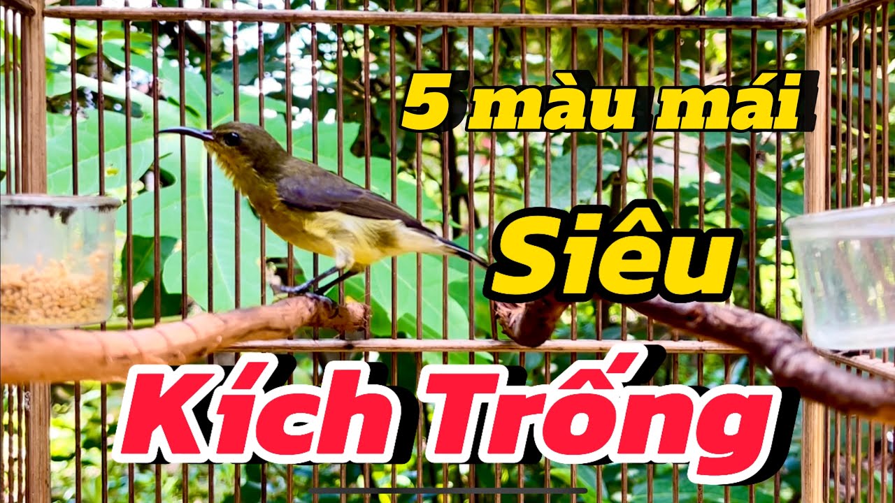 Tiếng hút mật 5 màu bụng trắng mái hót kích trống nhanh căng lửa và bẫy loa chuẩn 100% #hutmat5mau