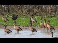 Fulvous whistling-duck (Dendrocygma bicolor), Marreca-caneleira