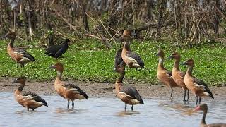 Fulvous whistling-duck (Dendrocygma bicolor), Marreca-caneleira