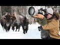 Alaska's Bison | WILDLIFE PHOTOGRAPHY