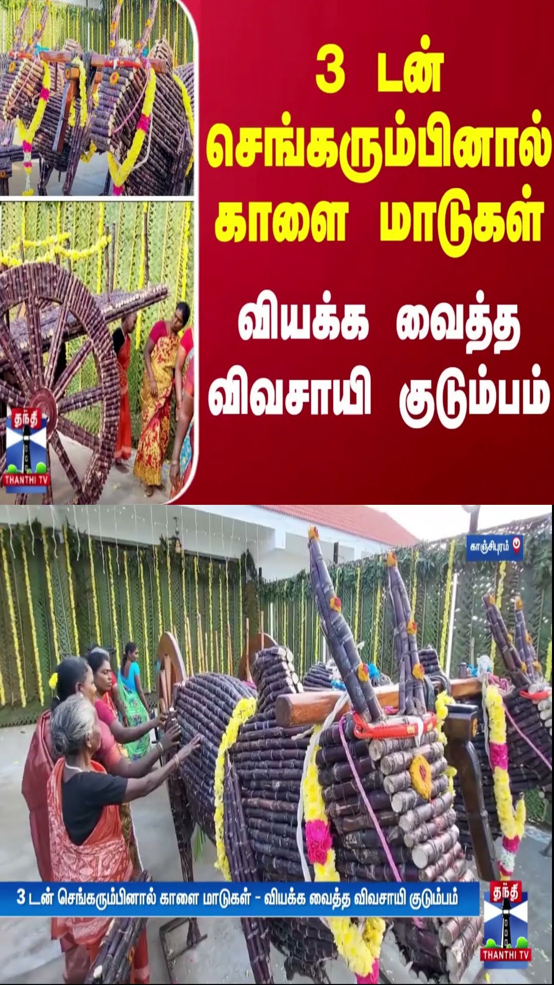 3 டன் செங்கரும்பினால் காளை மாடுகள் - வியக்க வைத்த விவசாயி குடும்பம்