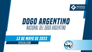 'Perros en acción' Club del Dogo Argentino