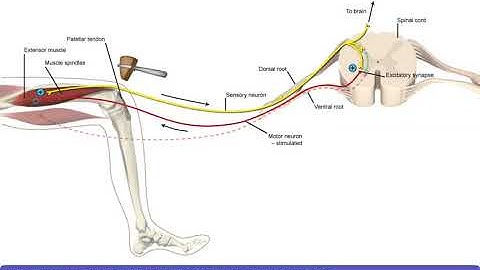 Detailed Animation on Stretch Reflex