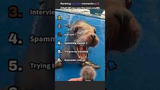 Ranking sea lion moments pt 2. #trending #wildlife