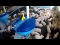 Pig farm - Belgium