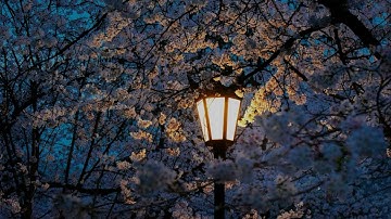 "وما أرسلناك إلا مبشرا ونذيرا" من سورة الفرقان - بصوت عبداللطيف بن هاشم السعدون