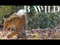 Desde la Sierra Madre Oriental: La Fauna de Nuevo León en su Esplendor