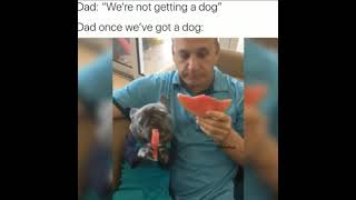 Dog Eating Watermelon | Dog Watermelon | Can Dogs Eat Watermelon | Dog Enjoying Fruits